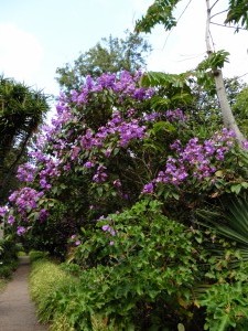 Lovely Tibouchina Granulosa         